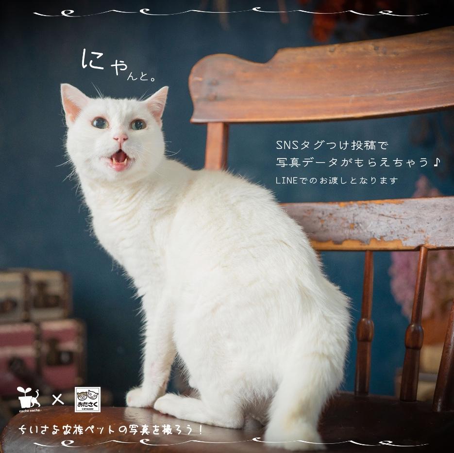 【ペットイベント】まだまだご予約受付中🐈🐾